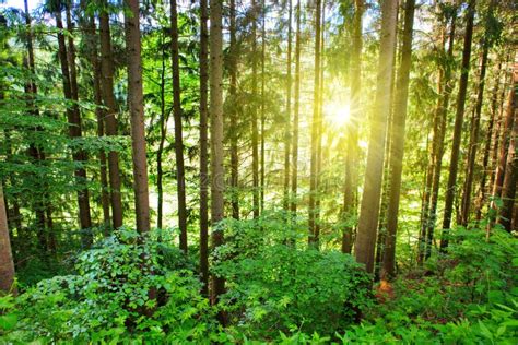 Sun In The Pine Forest Stock Photo Image Of Pines Floor 94119948