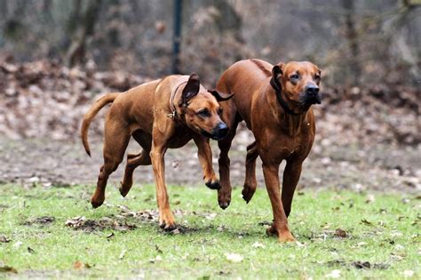 The Rhodesian Ridgeback Was Bred In Southern Africa And Used By The