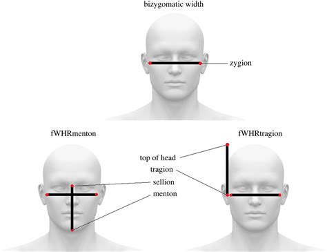 Beyond Facial Width To Height Ratios Bizygomatic Width Is Highly Sexually Dimorphic When