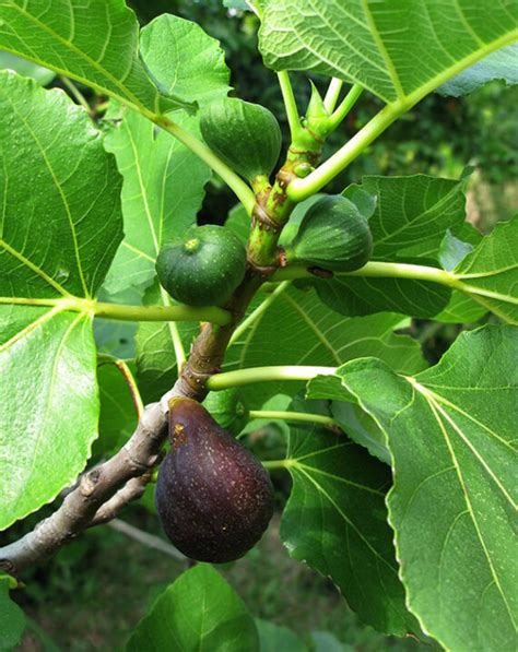 Ficus Carica Fig The Sia Garden