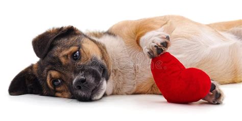 Puppy With Heart Stock Image Image Of Emotions Shape 173237551