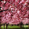 Hermosas fotografías de cerezos en flor | Viajes