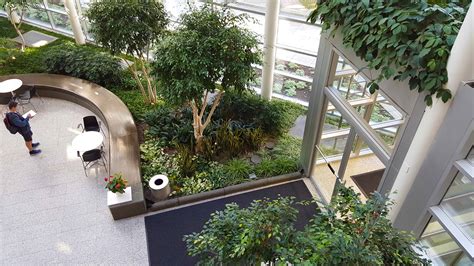Office Atrium Greenery Plantscapers