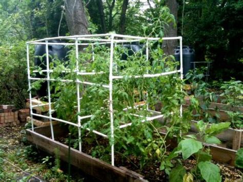 10 Cheap And Easy Diy Tomato Cages Gardeners Magazine