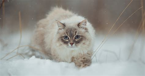 Neva Masquerades History Color Variations Of Russias Siberian Cats