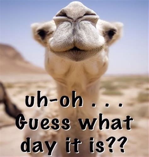 Uh Oh Guess What Day It Is Quotes Quote Wednesday Hump Day Hump Day Camel Wednesday Quotes