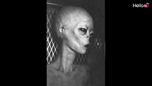 REAL Footage of Captured Alien Grey. - YouTube