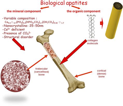 Chapter 1 Biological Apatites In Bone And Teeth Rsc Publishing Doi10
