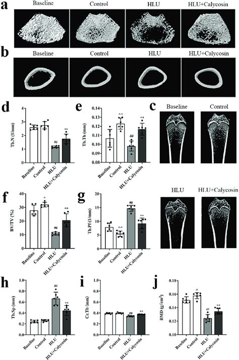 Effects Of Calycosin On Bone Microstructure And Bmd Representative