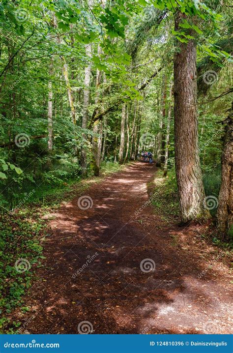 Green Forest Landscape With Brown Path Stock Photo Image Of Trees