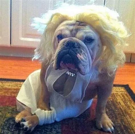 See more ideas about bulldog, french bulldog, bulldog puppies. 17 Best images about Funny #Bulldogs' #costumes on ...