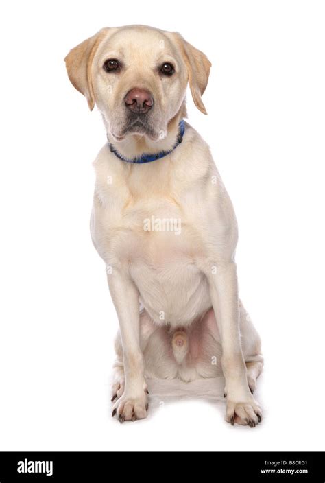 Labrador Retriever Dog Sitting Studio Stock Photo Alamy