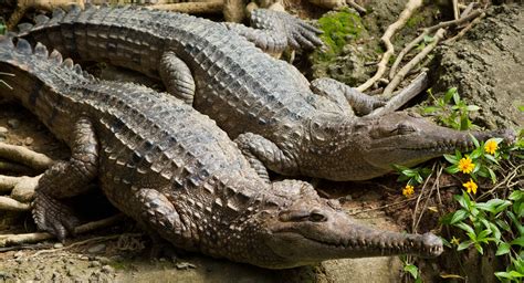 Freshwater Crocodiles Australias Defining Moments Digital Classroom