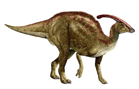 Parasaurolophus Facts Anatomy Behavior And Adaptation