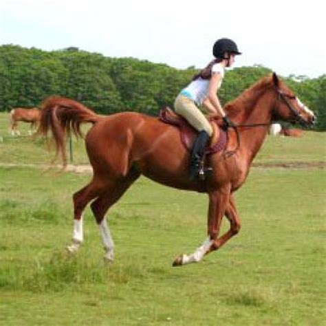 Introduction To Horse Riding For One Experience Days