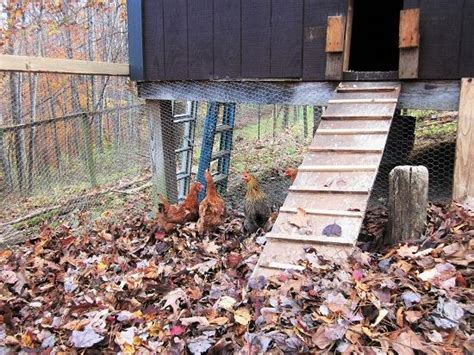 use dry leaves as chicken coop bedding mother earth news
