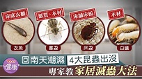 【殺滅害蟲】回南天潮濕4大昆蟲出沒 衣魚+床蝨+曱甴+書蝨家居滅蟲方法 - 香港經濟日報 - TOPick - 健康 - 健康資訊 - D200312