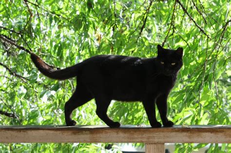 8 Sorprendentes Hechos Sobre Los Gatos Negros Que Nunca Te Habían Contado