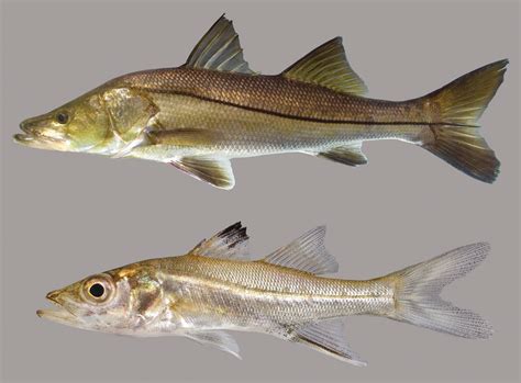 Common Snook Discover Fishes