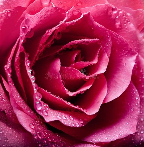 Pink Rose Close Up Stock Photo Image Of Dating Purity 31878422