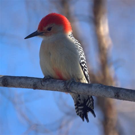 Red Bellied Woodpecker Mikes Birds Flickr