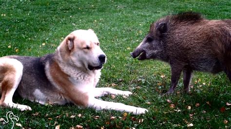 Dog And Pig Bffs Zoom Around Their Yard Together Youtube
