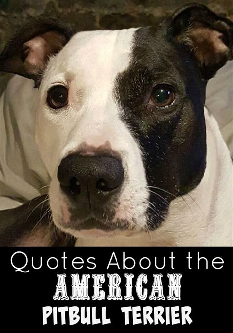 Pitbull Dog Quotes Shortquotescc