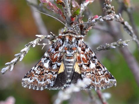 Beautiful Yellow Underwing