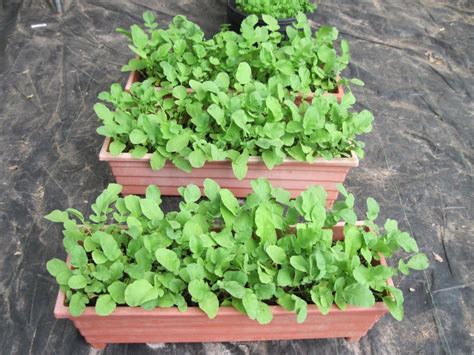 Container Gardening 15 Best Vegetables That Grow Well In A