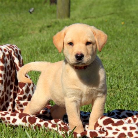 Most labrador retrievers are athletic; Yellow Labrador Retriever Puppies For Sale | Greenfield ...