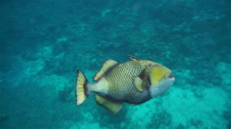 Triggerfish Attack Youtube