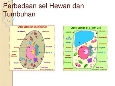 Check spelling or type a new query. Terbaru 33+ Gambar Sel Tumbuhan, Talang Galvalum