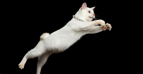How Fast Can A Cat Run How High Can A Cat Jump And More Petfinder