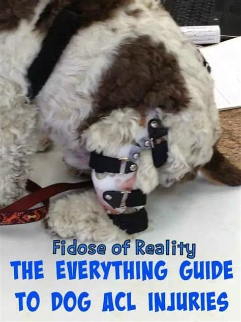 The Everything Guide To Dog Acl Injuries Fidose Of Reality Acl