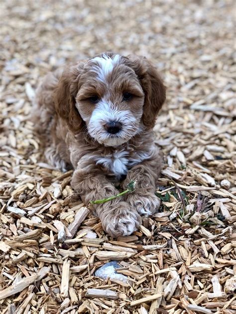 Nanny prices are negotiated between our puppy customers and the nanny services, we meet the nannies australian labradoodle history. Red and white Australian Labradoodle Puppy | Labradoodle ...