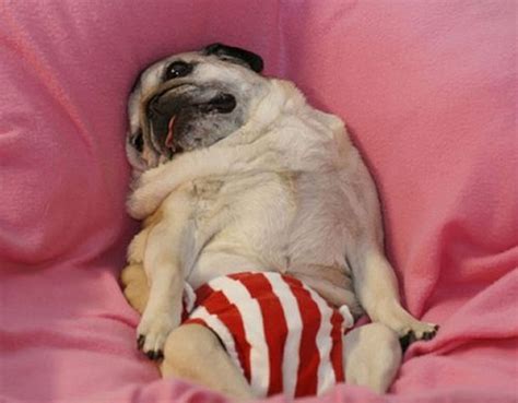 33 Adorable Pug Moments That Will Make You Want To Get A Pug Pulptastic