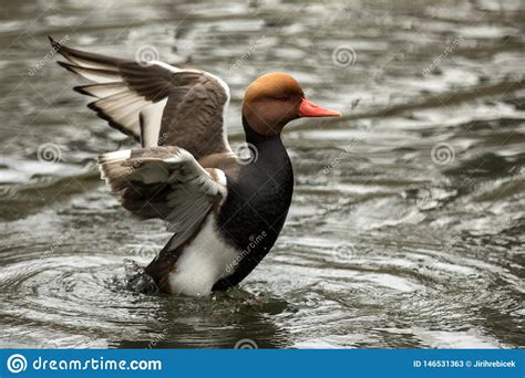 The Red Crested Pochard Netta Rufina Male Duck Swimming On The Lake And