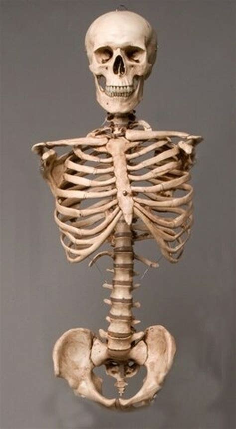 Skeleton Torso With Skull Life Size 2nd Class Aged Version In 2021