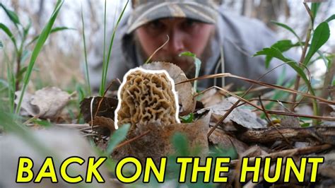 On The Hunt For Yellow Morels Nebraska Morel Mushroom Hunting 2020