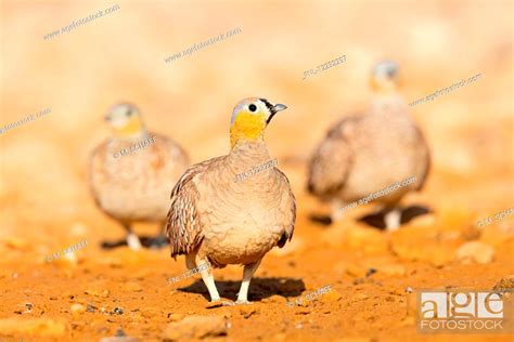 Crowned Sandgrouse Pterocles Coronatus Europe Stock Photo Picture