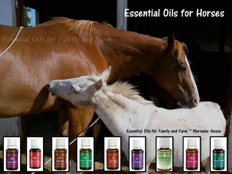 Essential Oils For Animals Horses Essential Oils Horse Care