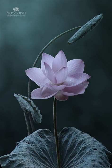 Фотография цветов Цветы лотоса