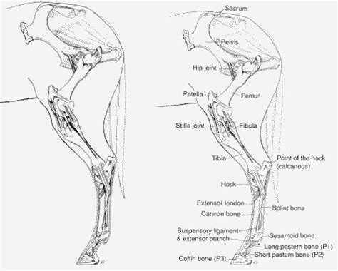 Radius ulna humerous in the upper leg, we finally see muscle. Equine Hindlimb