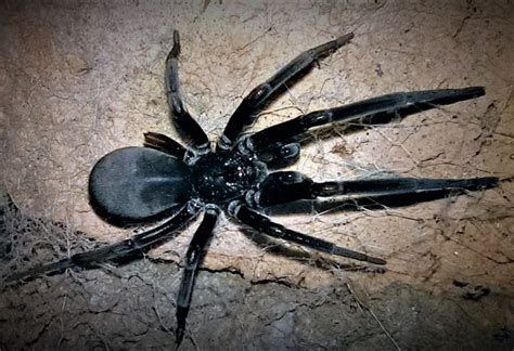 Arizona Black Hole Spider Kukulcania Arizonica Facts Identification