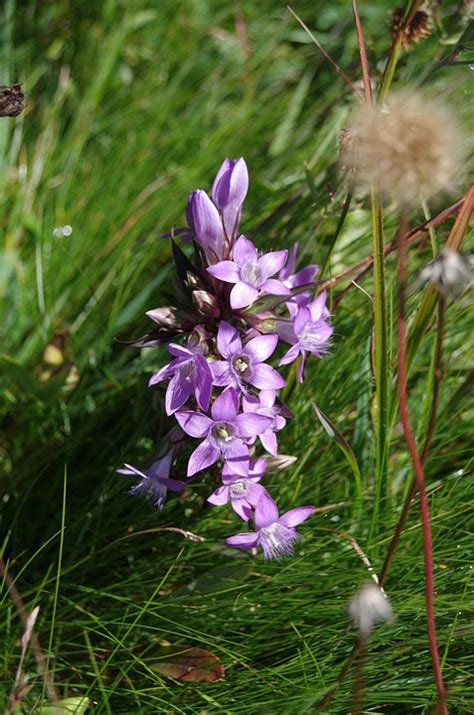 Gentian Violet Alpine · Free Photo On Pixabay