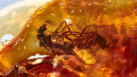 Scientists Find 2 Mating Flies Trapped In Prehistoric Amber The New York Times