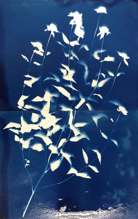 A Technical Guide To Making Cyanotype