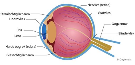 Anatomie Oog M Eyebuddy