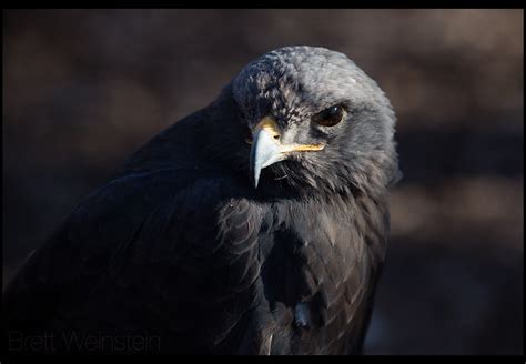 Great Black Hawk Taken At The World Bird Sanctuary Brett Weinstein
