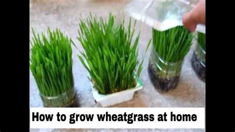 How To Grow Wheatgrass At Home Youtube